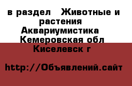  в раздел : Животные и растения » Аквариумистика . Кемеровская обл.,Киселевск г.